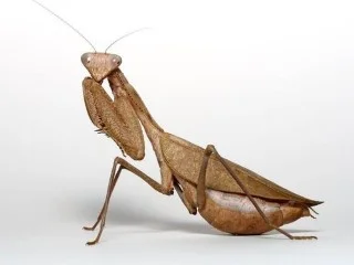 mantis image