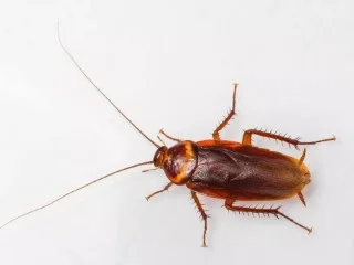 cockroach image
