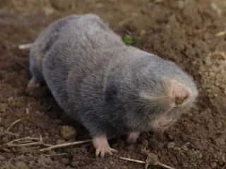 mole rat image