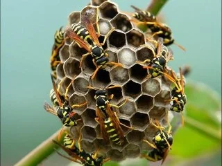 wasp nest image