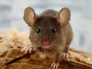 mouse image