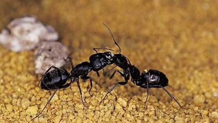 בנאית ישראלית