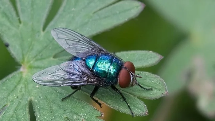 זבוב בוהקן כחול