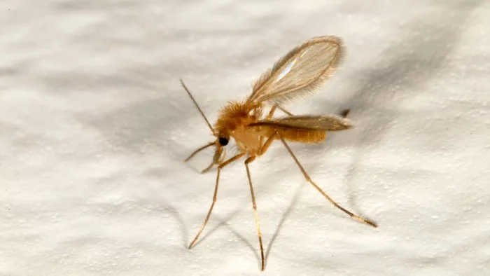 זבוב החול בקה