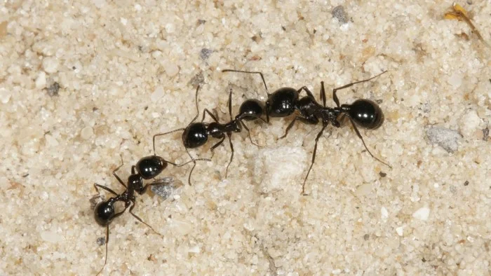 נמלת קציר שחורה