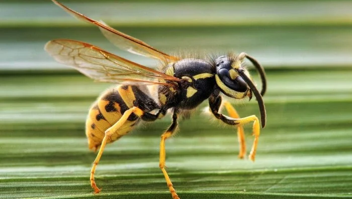 צרעה גרמנית
