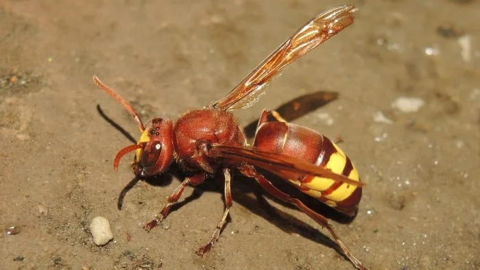 צרעה-מזרחית