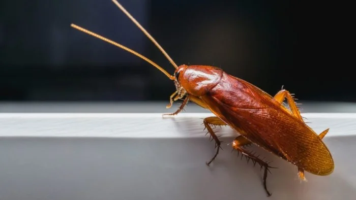תיקן אמריקני